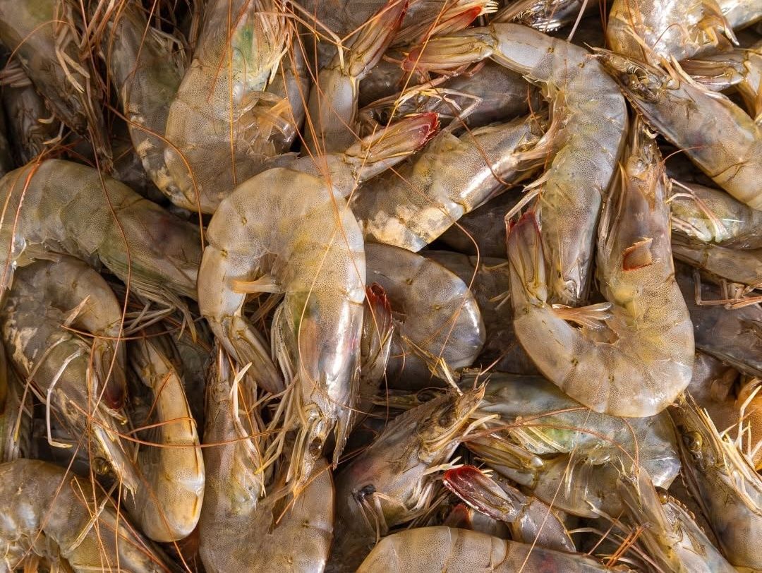 Medium Shrimp