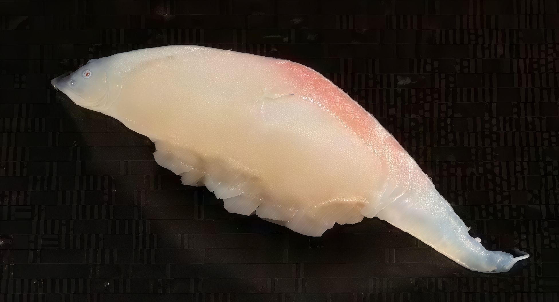 shiromi sea bass sashimi