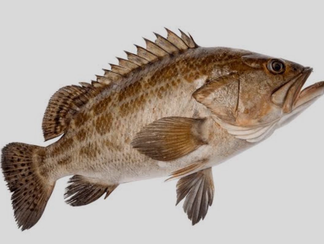Fresh Hamour fish