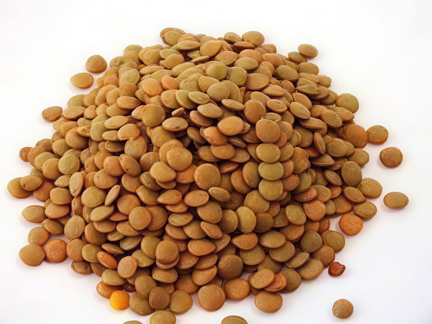 Lentil