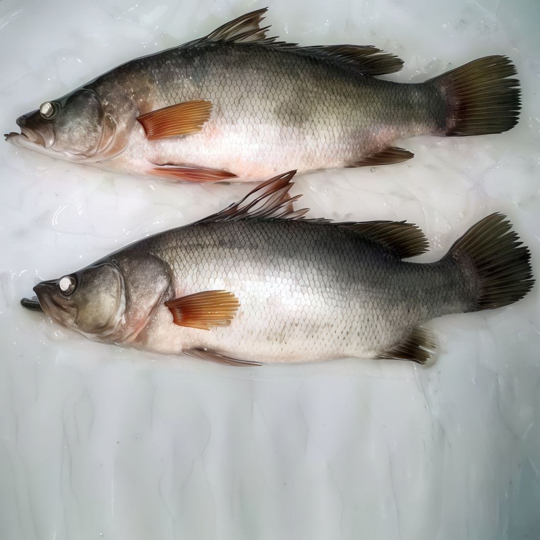 Zander Fish