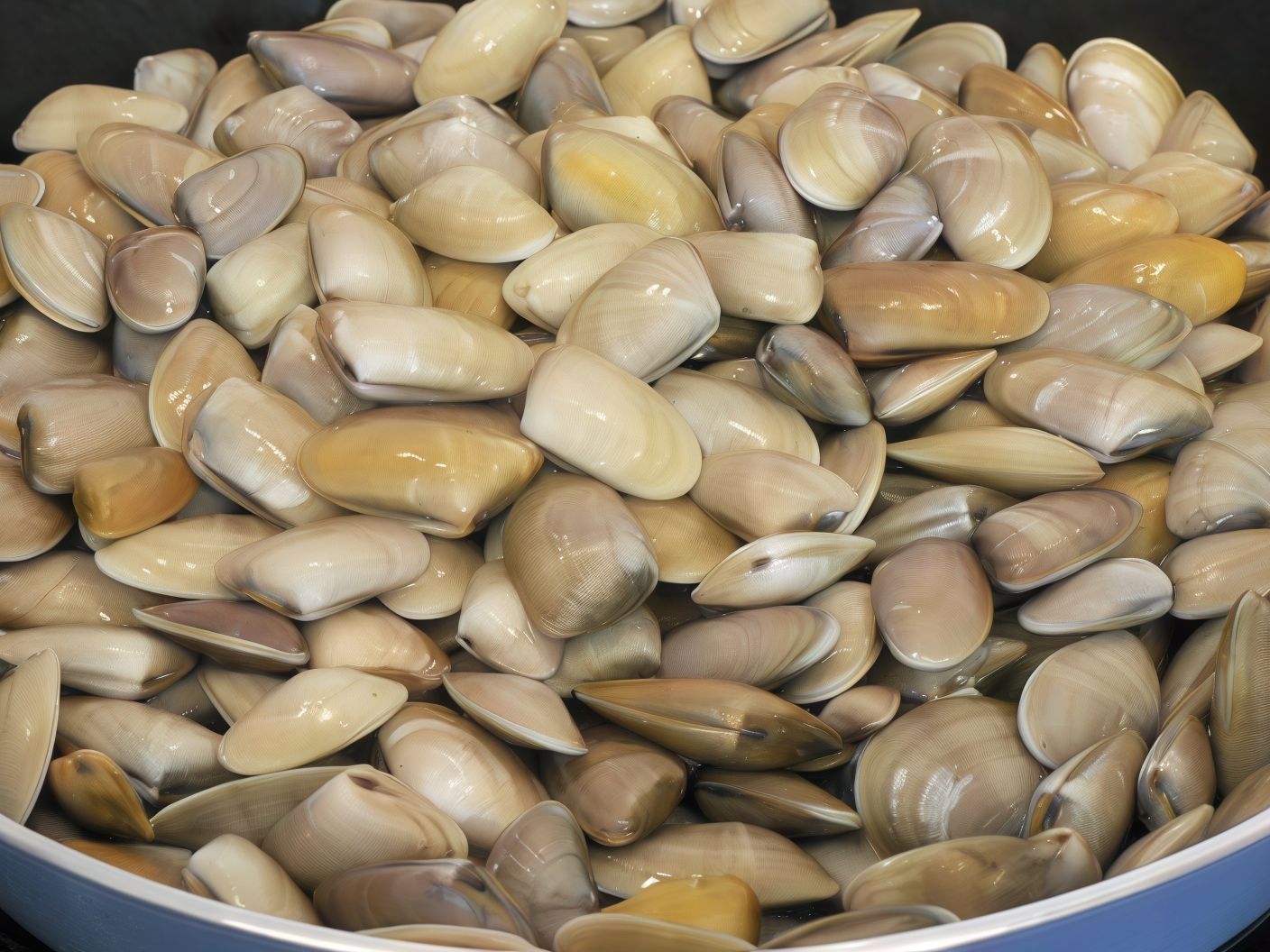 River Mussel