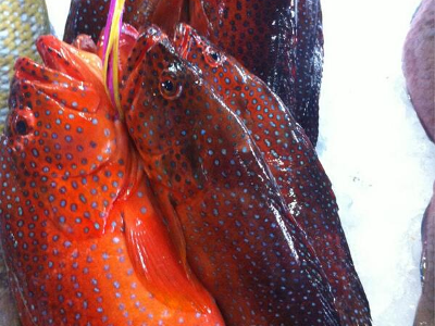 Coral Trout Fish