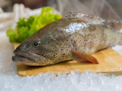 Grouper Fish