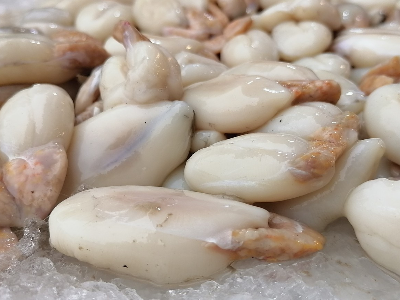 Squid Eggs