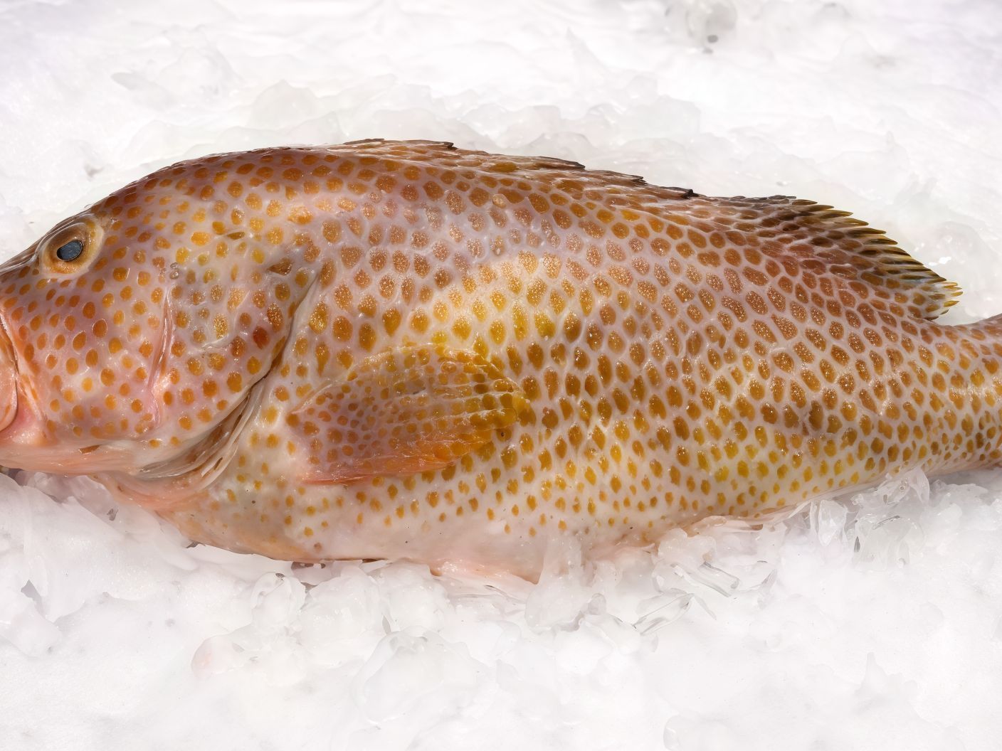 Fried Kosher Grouper