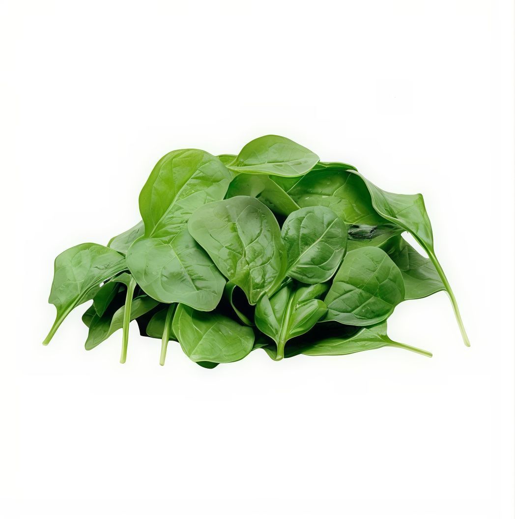 Medium Arugula