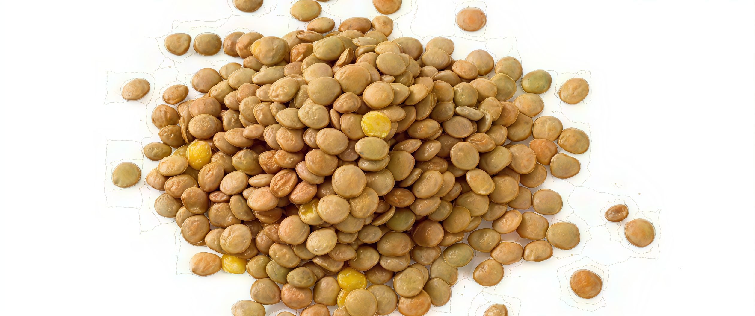 Lentil