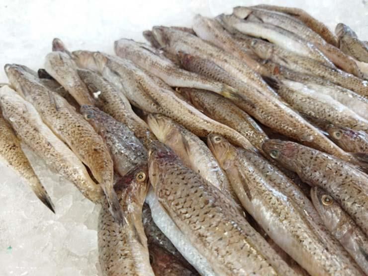 Uncooked Macaroni Fish