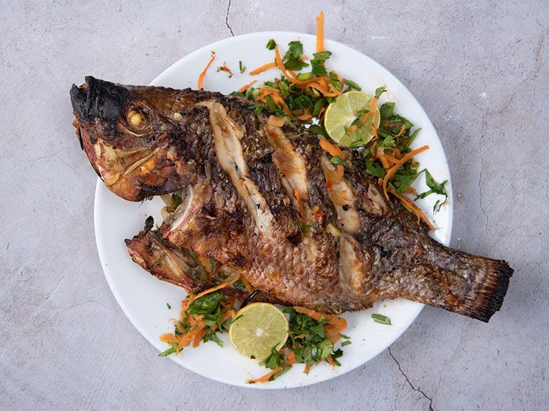 Tilapia