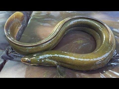 Eel Fish