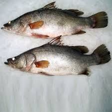 Zander Fish