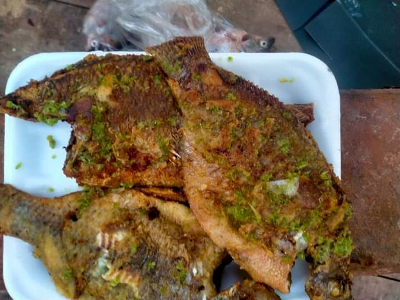 Tilapia