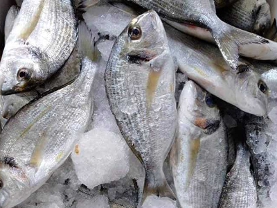 Sea Bream