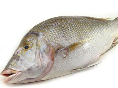 Emperor Fish