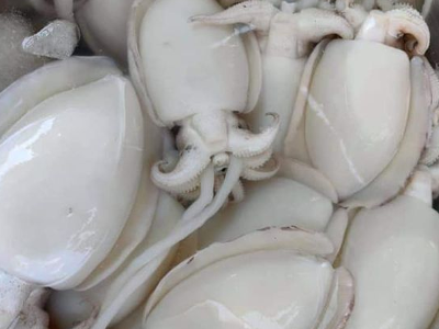 Calamari piece 250 grams