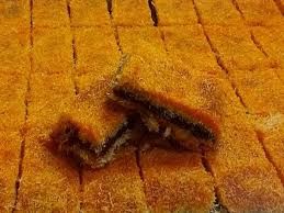 Cream Kunafa with Cinnamon and Dates