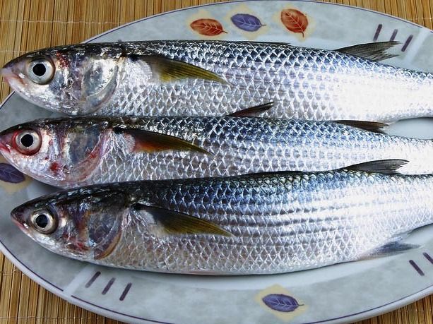 Uncooked Mullet Fish