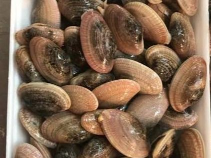 Uncooked Clams