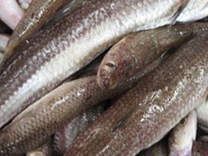 Uncooked Macaroni Fish