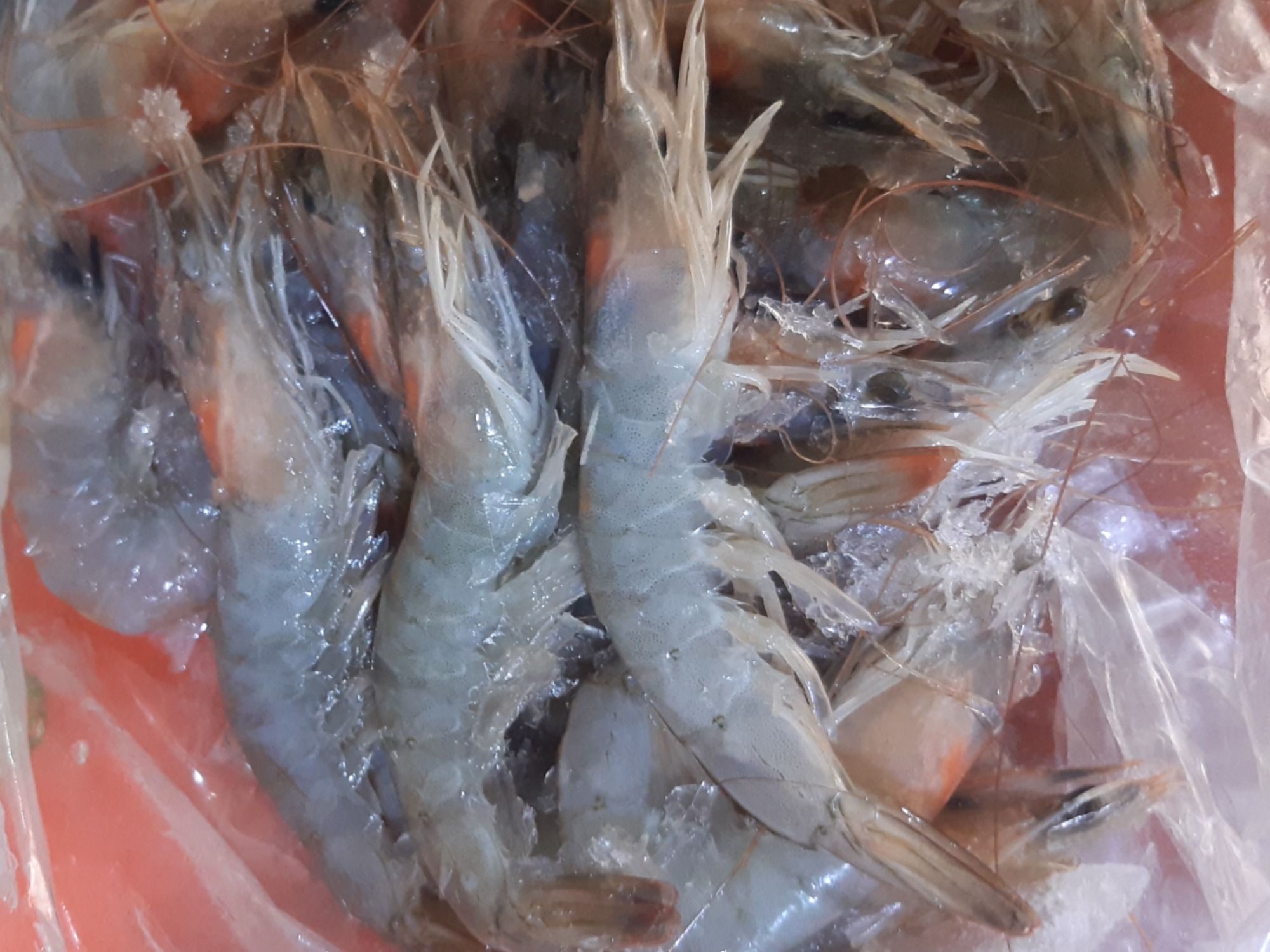 Unpeeled Shrimp Small