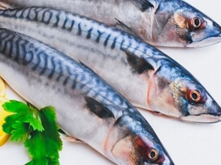 Raw Dutch Mackerel