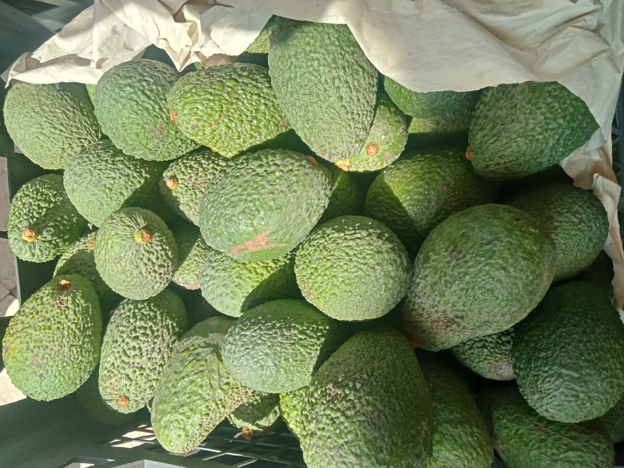 Avocado with Mango Power