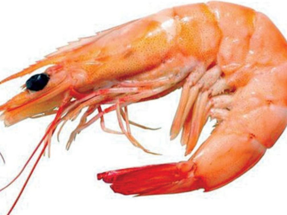 Fresh medium shrimp