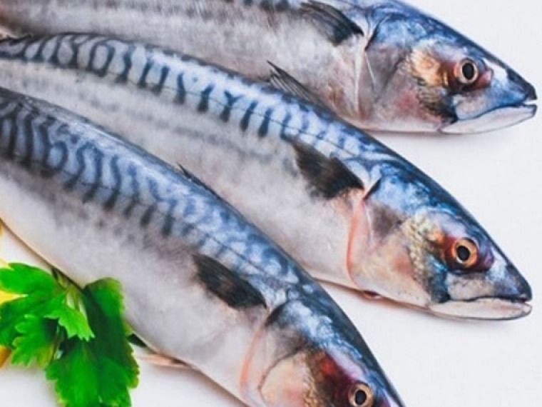 Fresh raw mackerel