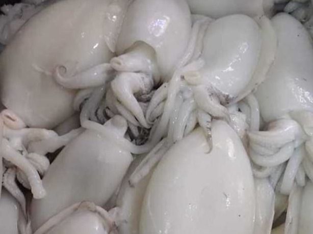 Fresh Raw Cuttlefish