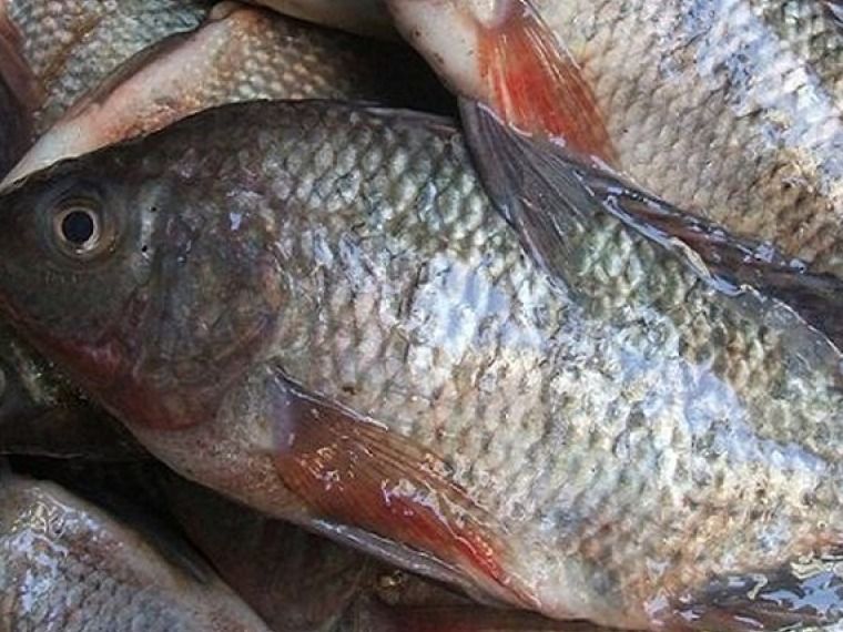Fresh raw tilapia