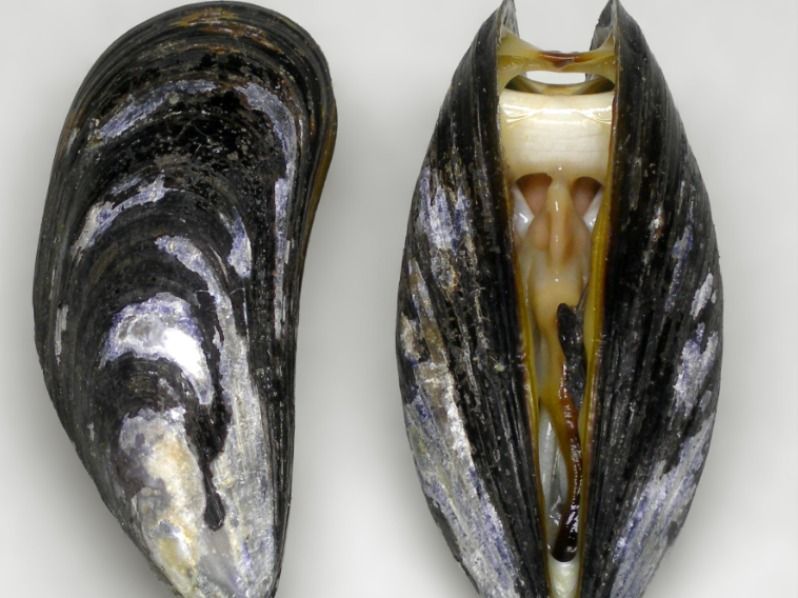 Fresh Raw Mussels
