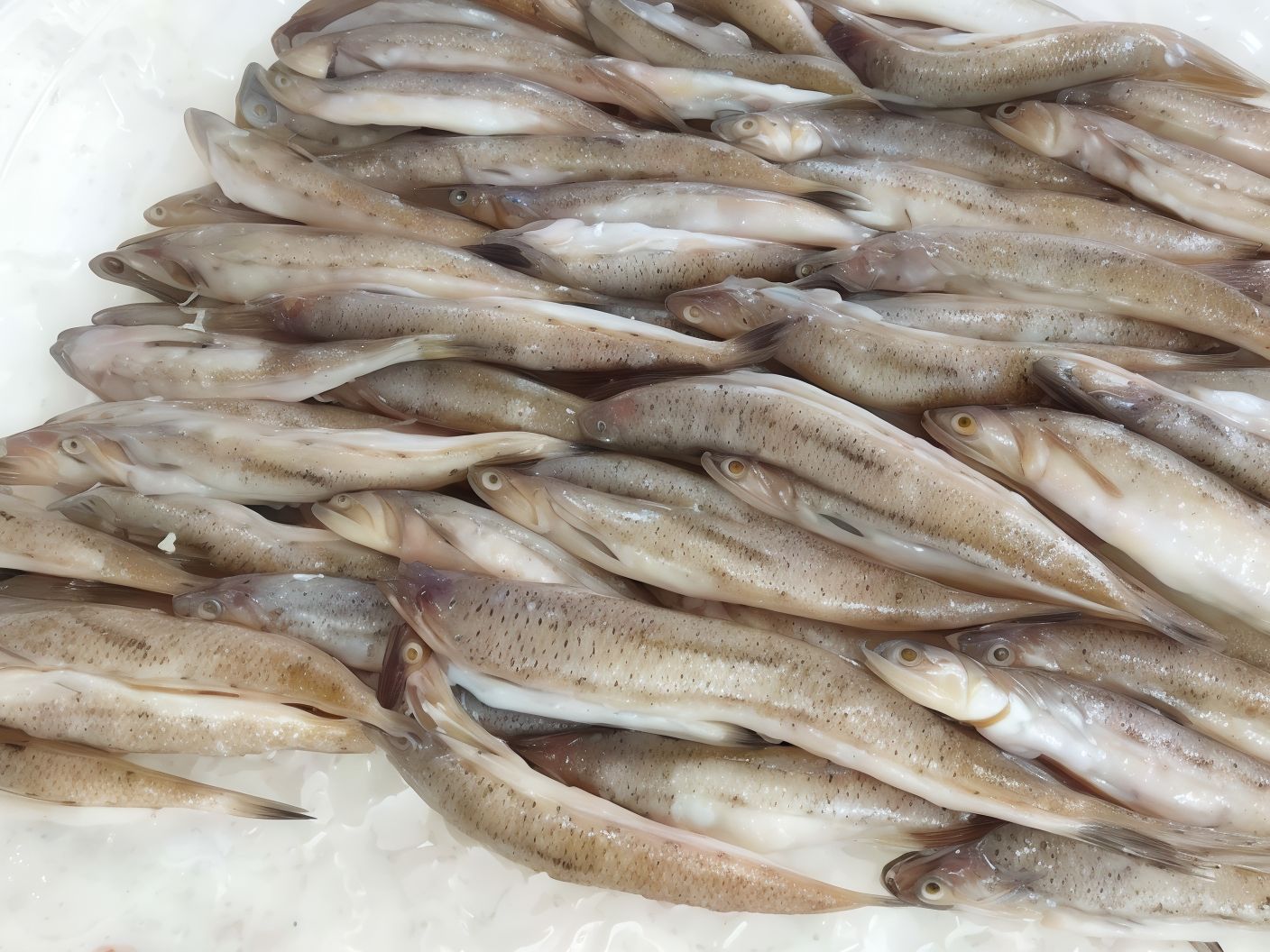 Fresh Raw Macaroni Fish