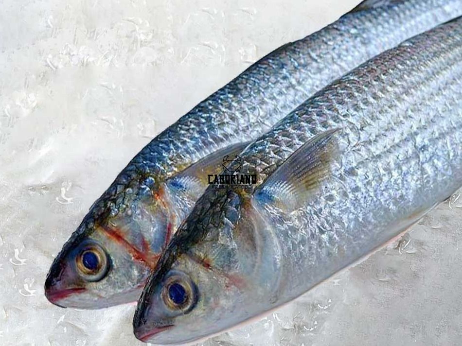 Fresh Raw Mullet Fish