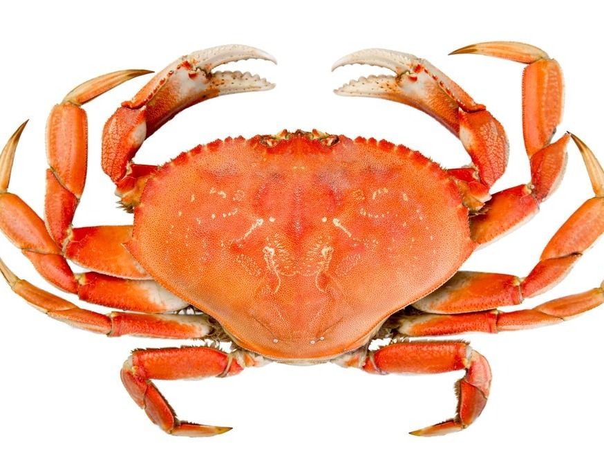 Fresh raw crab