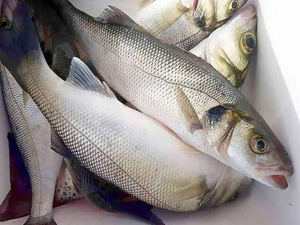 Kilo Sea Bass Fish