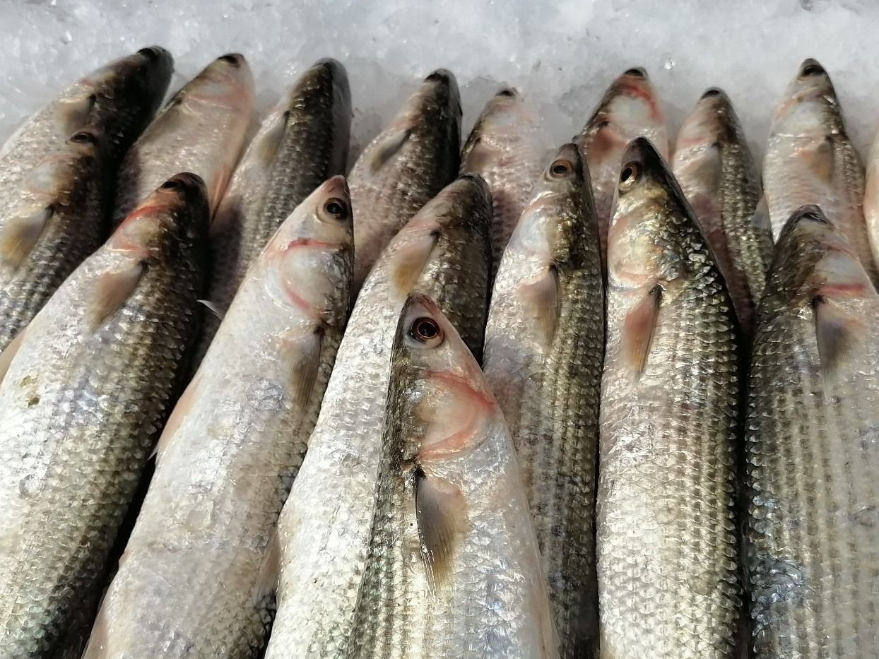 A Kilo Of Mullet Fish.