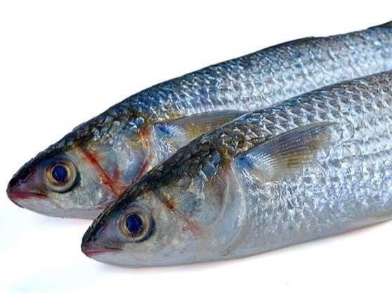1/2 Mullet Fish