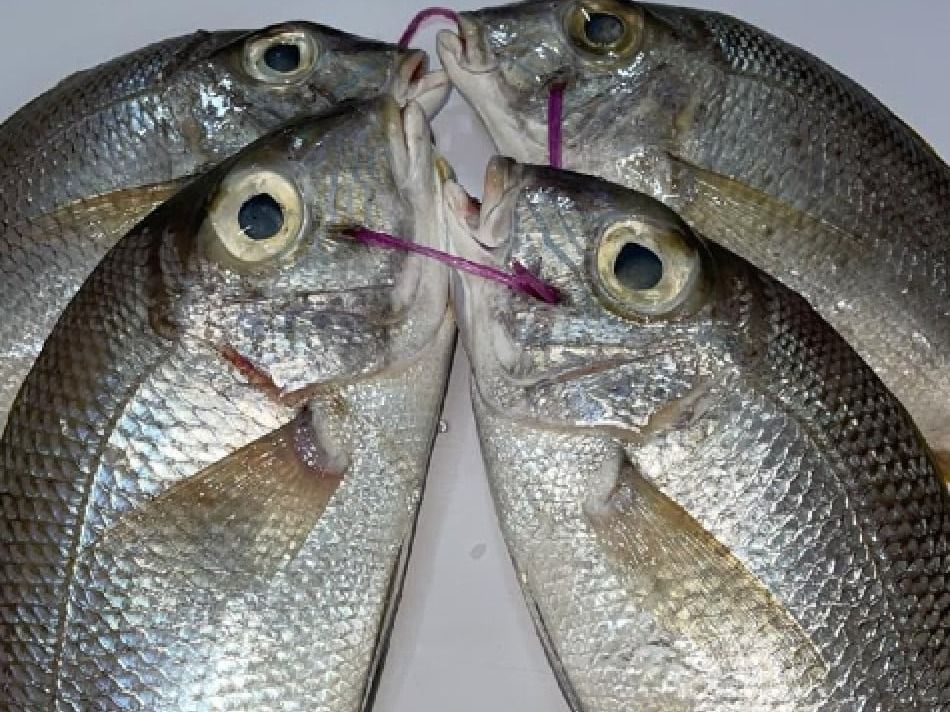 Grilled Qamraya Fish with Oil and Lemon