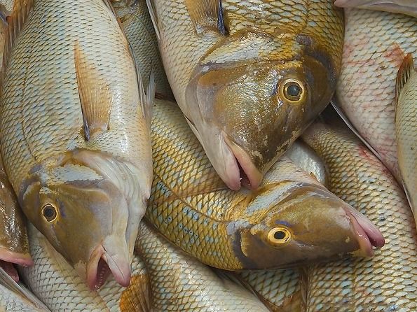 Grilled Shaour Fish with Oil and Lemon