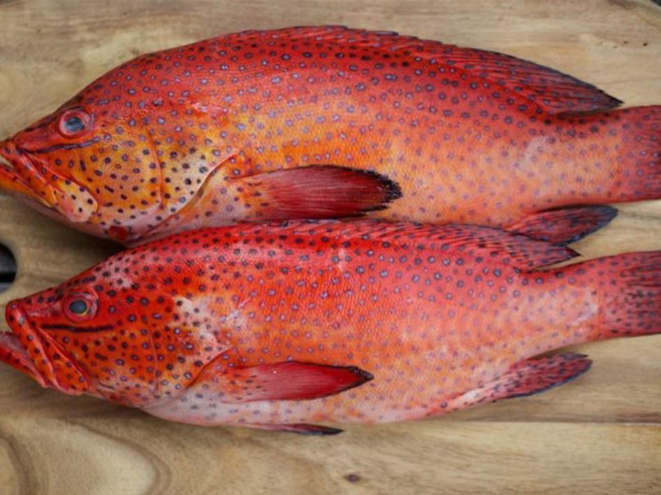 Fried Red Fish