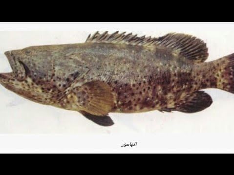Oven-Grilled Hamour