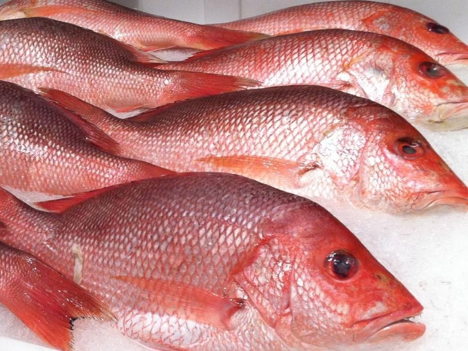Fried Murjan Abu Shararah