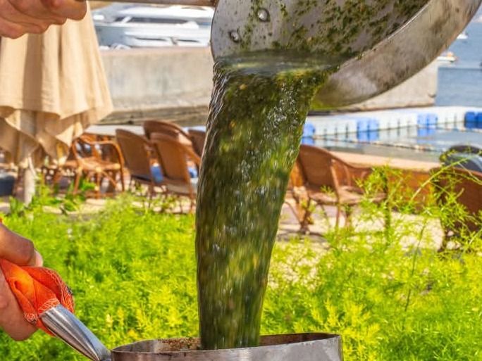 طاجن ملوخیة سادة