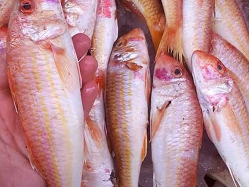 Coral fish