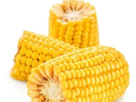 Sweet Yellow Corn