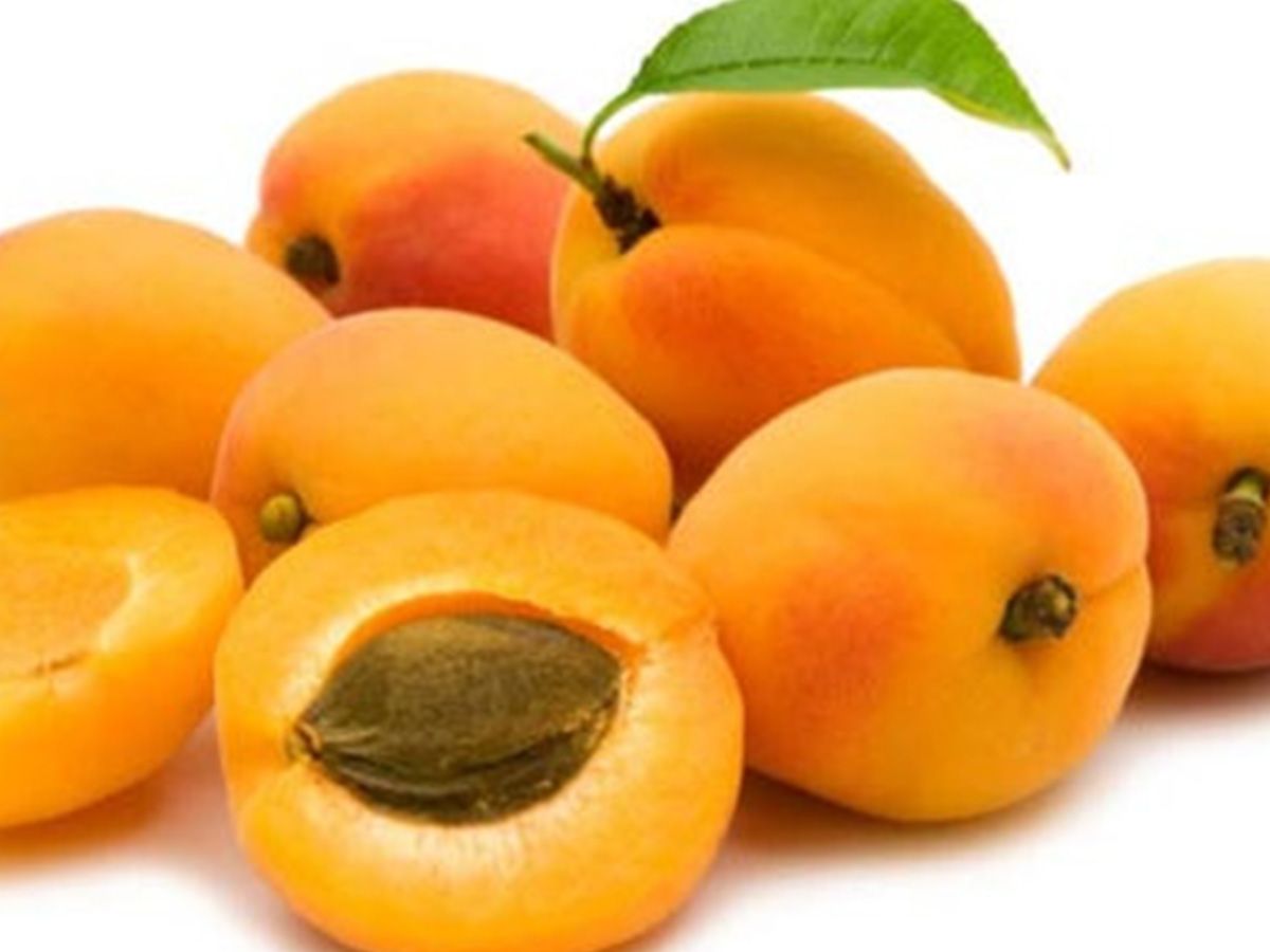Apricot
