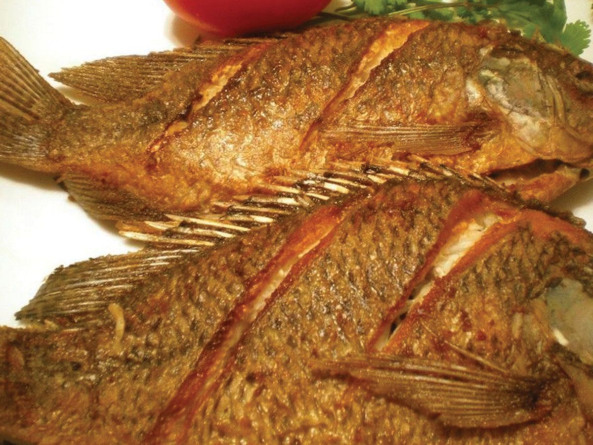 Tilapia fish