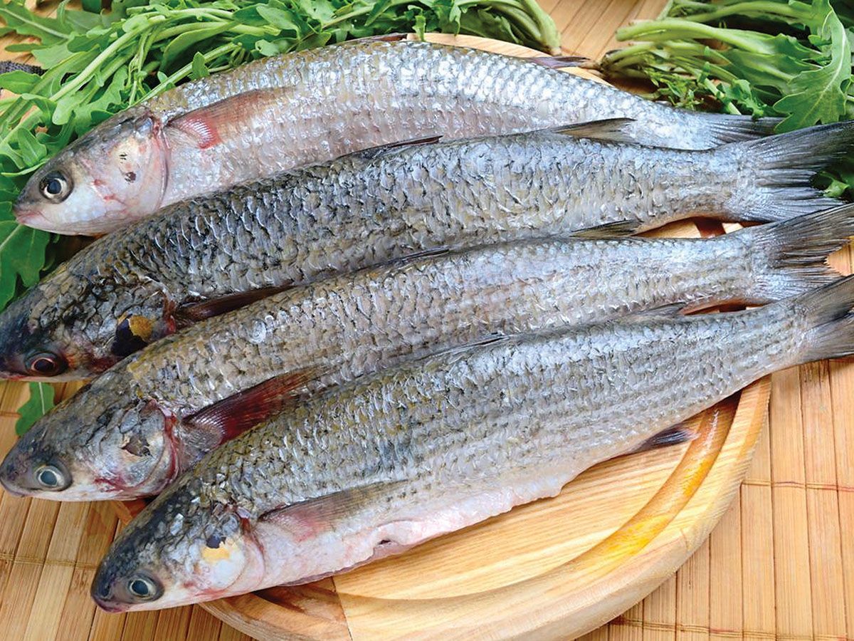 Singary Mullet Meal
