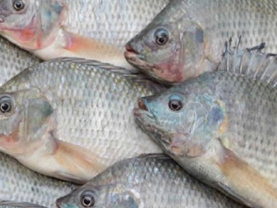 Uncooked Tilapia Fish